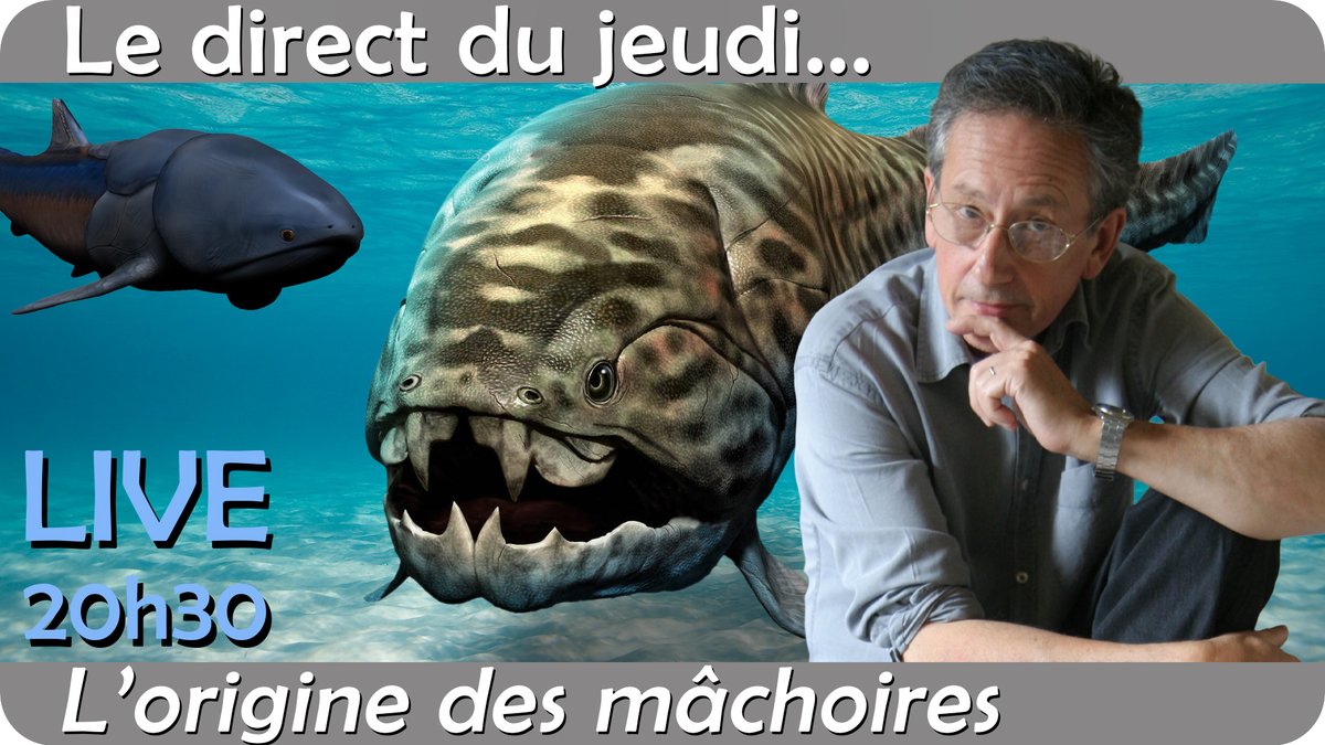 SimplexPaleo's tweet image. Ce jeudi 13 novembre à 20h30 sur Youtube et Twitch, je reçois Philippe Janvier, paléontologue spécialiste des premiers vertébrés (poissons), qui viendra nous raconter l'origine des mâchoires !   

youtube.com/live/QqEYJlwyL…