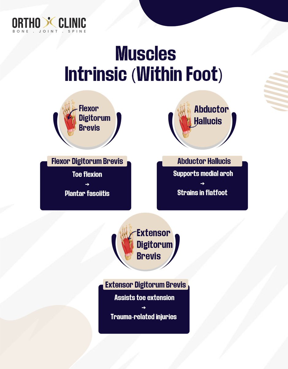 OrthoXClinic's tweet image. Ankle &amp;amp; Foot Injuries: Know Your Muscles &amp;amp; Bones!
Tip: Strengthening, proper footwear, and stretching go a long way in keeping your feet and ankles healthy!

#FootHealth #AnkleInjury #MuscleCare #Orthopedics #InjuryPrevention #Physiotherapy #HealthyFeet #SportsInjury #Anatomy