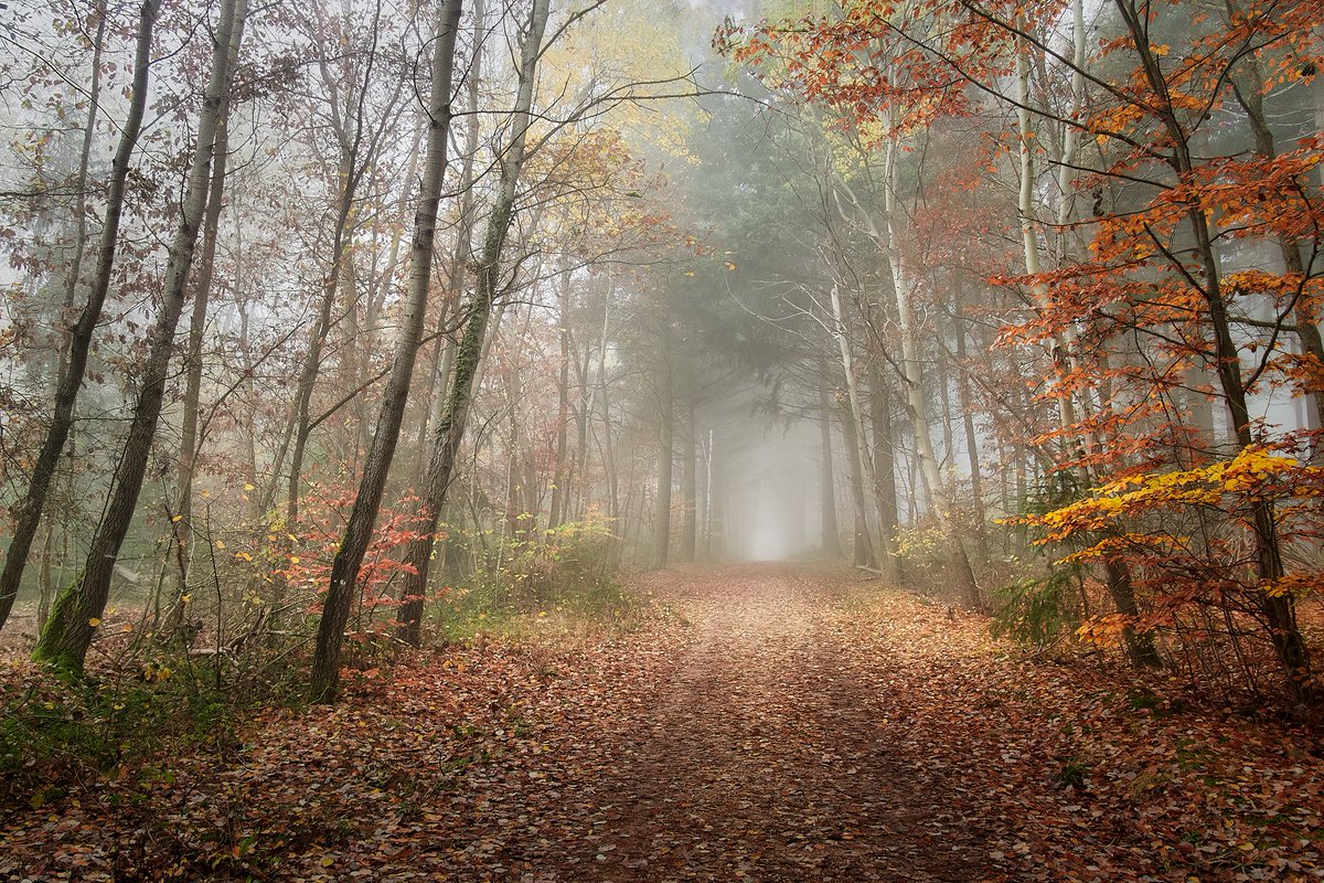 Ein goldener Teppich aus Herbstlaub weist den Weg in die tiefen Wälder. Die neblige Morgenluft hüllt den Pfad in eine ätherische Stille und lässt die Geheimnisse erahnen, die sich jenseits des Nebels verbergen. Ein wahrhaft schöner Novemberspaziergang.
#fotografie #photography