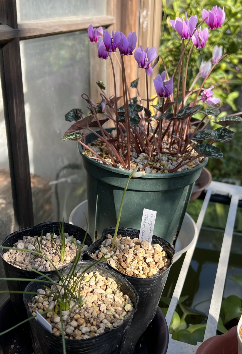 超レア♥️✨桜姫hyb✨ E2SiGagWQAAqhUV.jpg?format=jpg