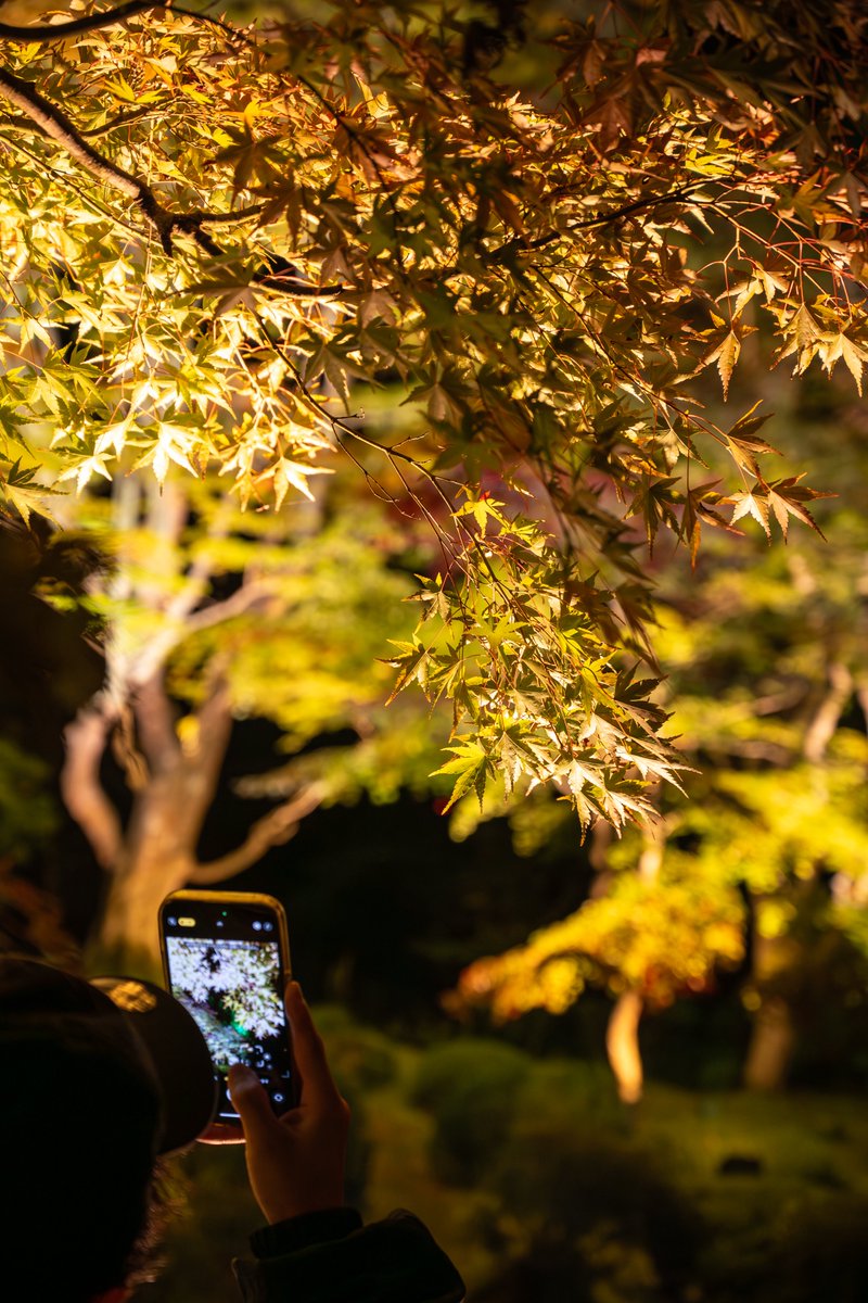 mushiro_nami's tweet image. 秋を閉じ込める

#円通院 #reflection #ライトアップ