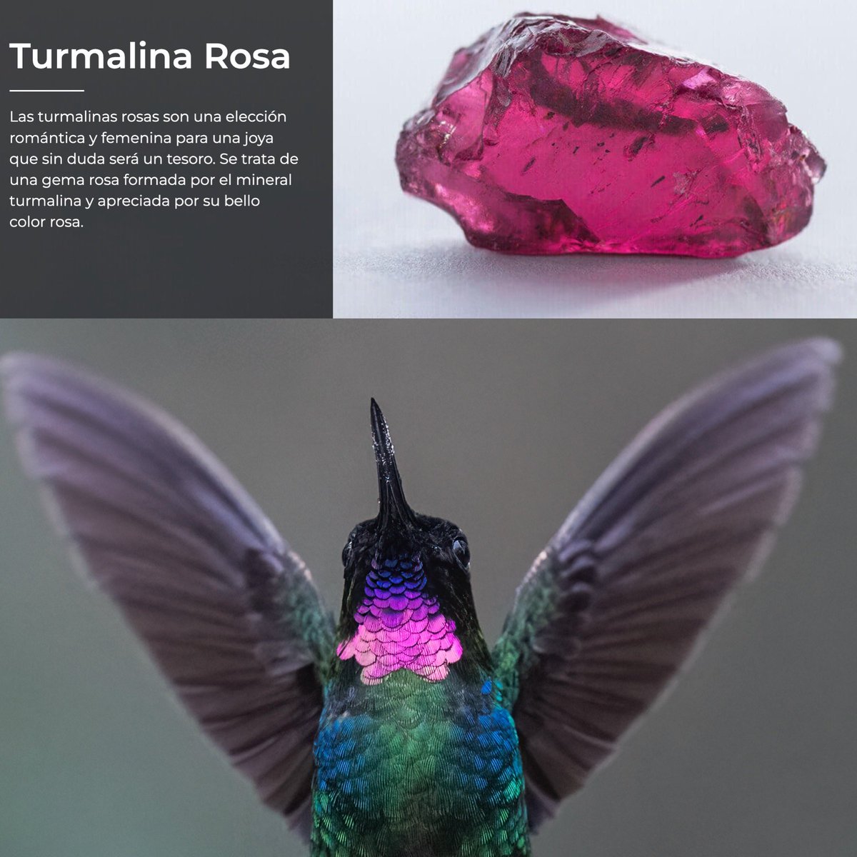 La turmalina que no fue piedra preciosa se hizo plumaje de colibrí.

Heliangelus exortis.

 #miercolesdeemplumados