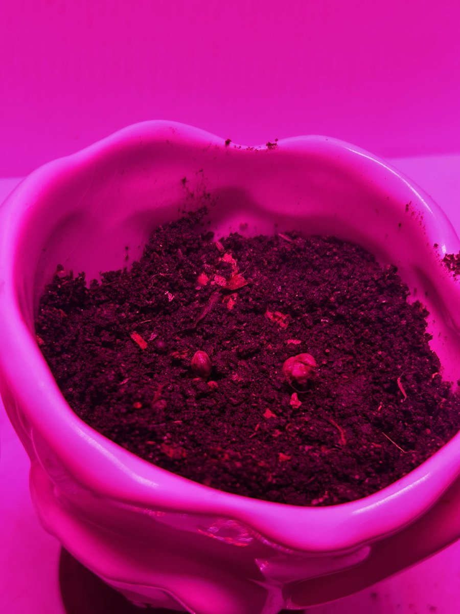 gm ☀️ lil babies are making more progress