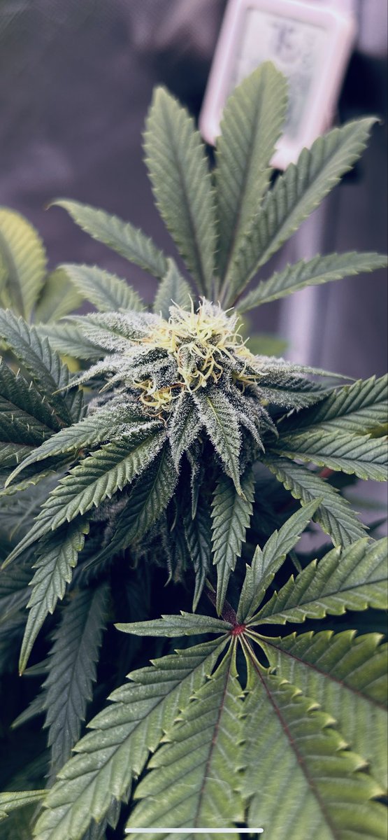 Sin City Kush 🌃🥶 
(Snowdawg x Las Vegas Purple Kush)
<a href="/VIVOSUN/">Vivosun.official</a> 
<a href="/Impellobio/">Impello Biosciences</a> 

Week 4 of Flower(Day 30)