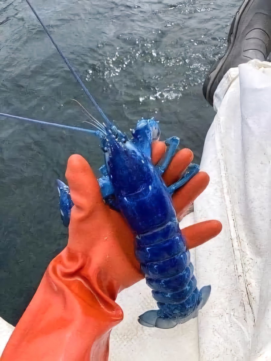 AMAZlNGNATURE's tweet image. This blue Lobster was caught off the coast of Portland and returned to the water to continue to grow. Blue lobsters are one in two million.