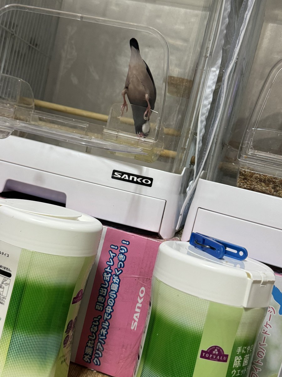 これはなぜか反対側から水を飲むﾌﾞﾝﾁｮｳ