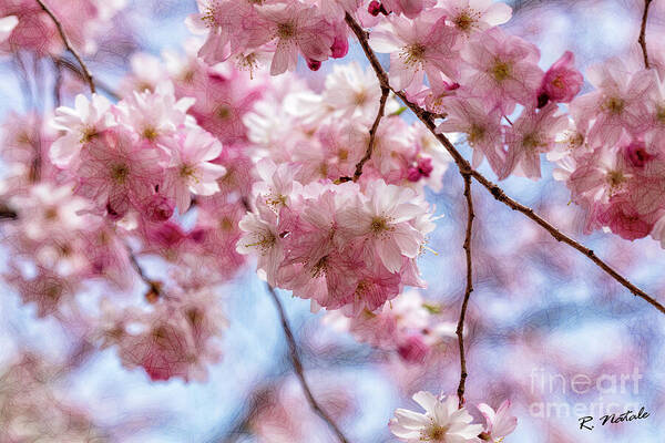 Nature's Gifts to love and appreciate - fineartamerica.com/featured/glori… #cherryblossoms #naturesgifts #buyintoart #beauty