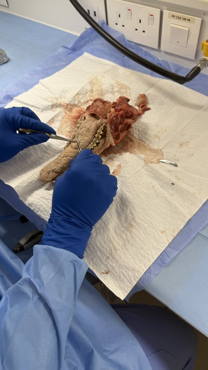 Bader Abdullah tweet media