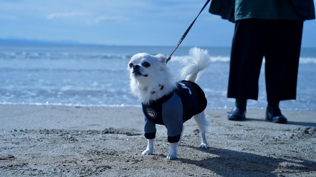 やきそばぱん tweet media