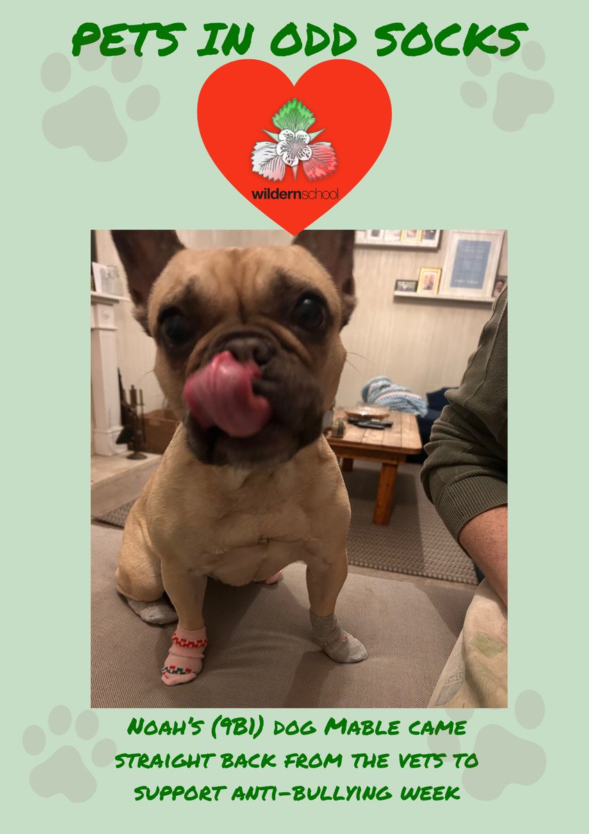 wildernschool's tweet photo. Even more submissions coming through, it's great to see all the support this week from our furry friends! #PetsinOddSocks #AntiBullyingWeek #OddSocksDay
@andyoddsock @ABAonline https://t.co/T304VnaUgM