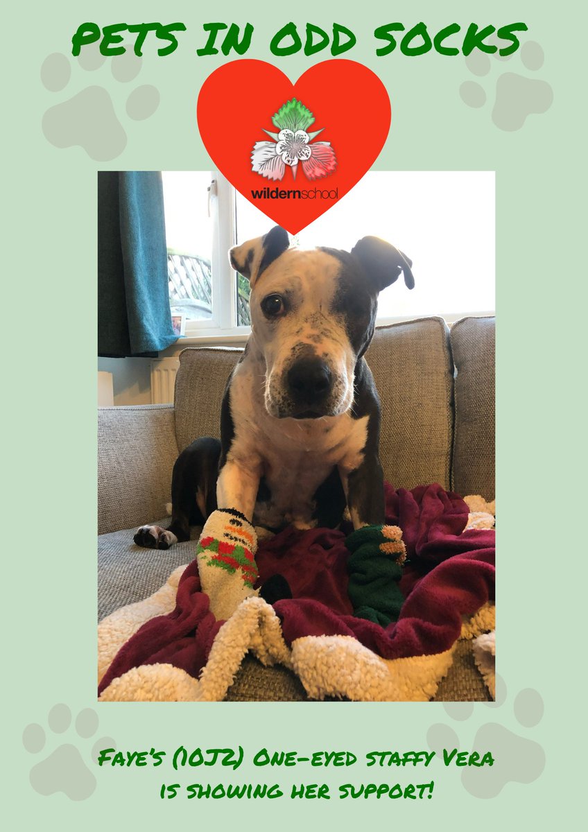 wildernschool's tweet photo. Even more submissions coming through, it's great to see all the support this week from our furry friends! #PetsinOddSocks #AntiBullyingWeek #OddSocksDay
@andyoddsock @ABAonline https://t.co/T304VnaUgM