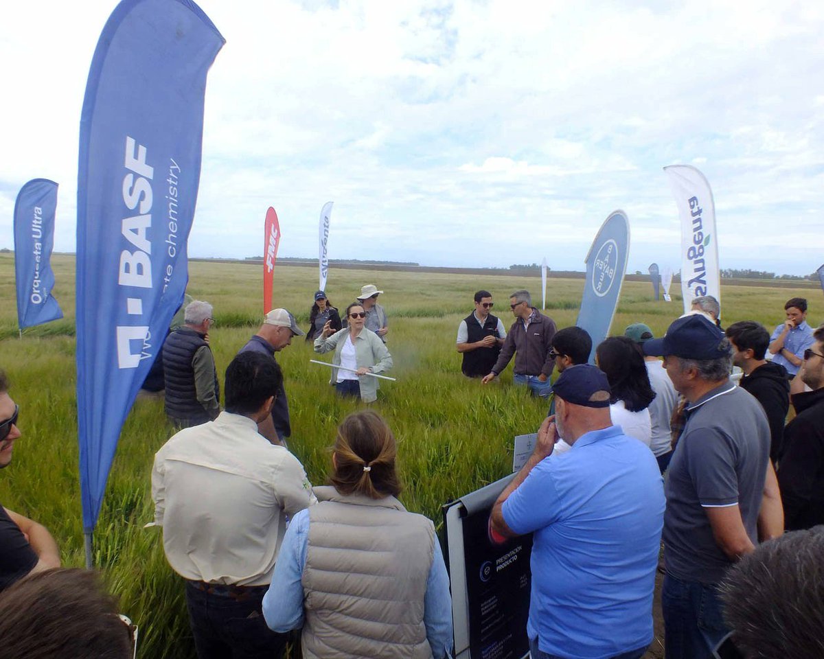 Cebada Cervecera tweet media