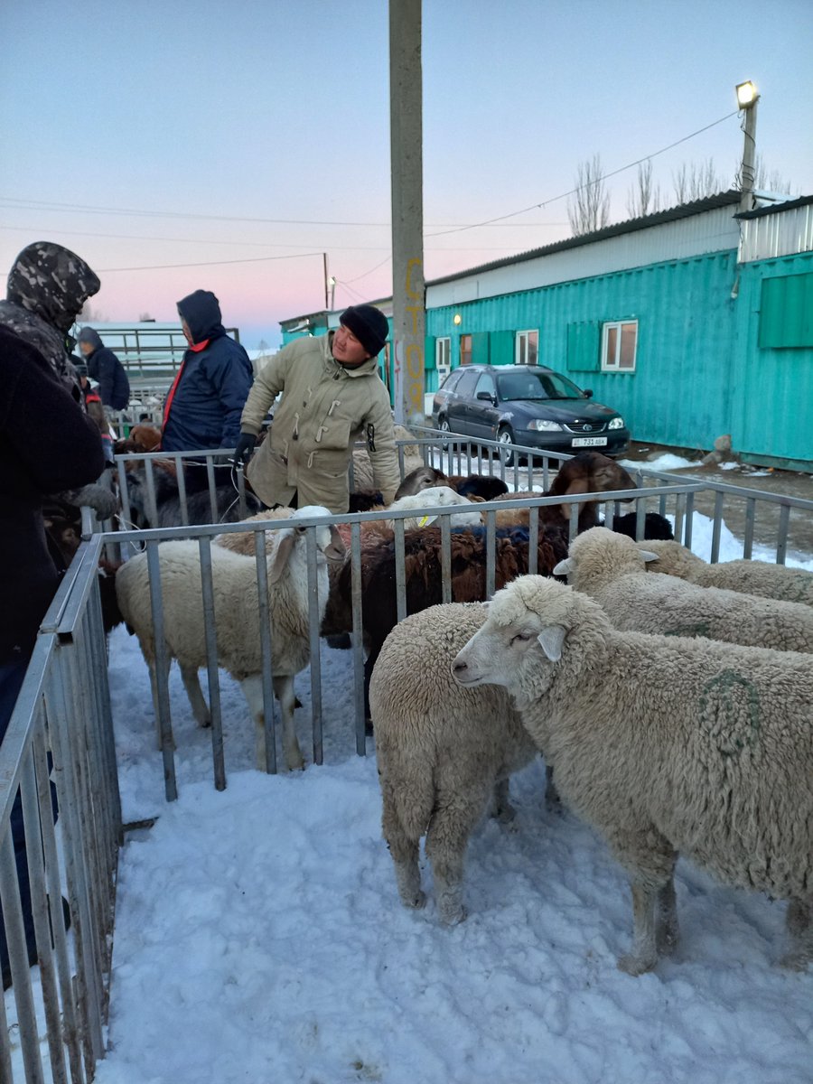 Unser #Bilddestages von Davide Pilloni
novastan.org/de/bild-des-ta…

In der Winterzeit sind die Schafe, die auf dem Markt gehandelt werden dank ihrer Wolle vor den kalten Temperaturen Karakols geschützt.