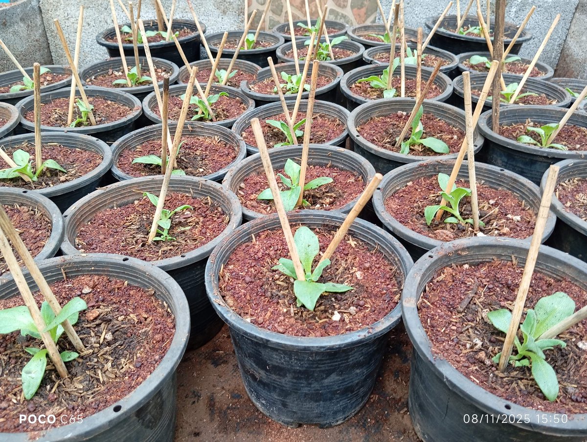 ใกล้ล่ะ ใกล้ถึงเวลา ใกล้จะได้รับเงินค่าสินสอดของน้องๆล่ะ
Crystal Ice Plant (ผักเกล็ดหิมะ) รับออเดอร์จากลูกค้าสัปดาห์ที่แล้ว
ต้นพร้อมปลูก ขนาดกระถาง 2 นิ้ว 25 ต้น , 6 นิ้ว 35 ต้น ,8 นิ้ว 20 ต้น สินสอดรวม 2,490 บาท (มัดจำไว้ 500) วันที่ 17 นี้ รอลูกค้ามารับน้องไปจะได้รับยอดที่เหลือ