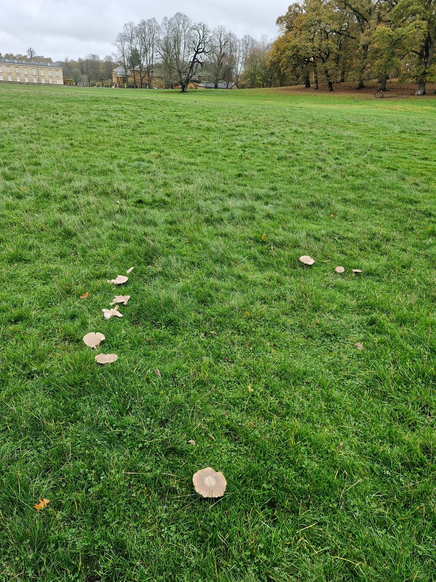 First "blue legs" of the season.
A culinary delight. 
Conservation@althorp.com