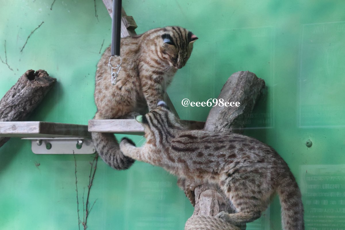 六屋 (@eee698eee) / Posts / X