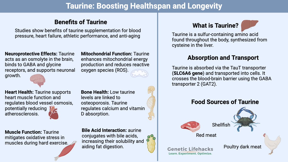 ProfSirera's tweet photo. Taurine is a sulphur-containing β-amino acid that, unlike most amino acids, is not incorporated into proteins but exists freely in high concentrations in excitable tissues such as the brain, heart, and retina. 
In physiological terms, taurine plays diverse and crucial roles.

1⃣ Biochemically, it is synthesised mainly in the liver from cysteine. This pathway depends on vitamin B6 and is part of the transsulphuration route linking methionine and cysteine metabolism. 
Because human synthesis is relatively inefficient, taurine is considered conditionally essential, especially in infants or individuals with hepatic dysfunction.

2⃣ As an osmolyte, it regulates cell volume under osmotic stress by balancing intracellular and extracellular ion concentrations through specific taurine transporters (TauT). This mechanism maintains membrane integrity in the brain, kidney, and myocardium during osmotic fluctuations. 

3⃣ In the liver, taurine conjugates with bile acids such as cholic acid to form taurocholate, enhancing the solubility and emulsifying properties of bile salts essential for lipid digestion and absorption of fat-soluble vitamins.

4⃣ Within the central nervous system, taurine functions as a neuromodulator, interacting with GABA and glycinereceptors to exert inhibitory, neuroprotective effects and stabilise calcium flux and membrane potential. 

5⃣ In the retina, it is indispensable for photoreceptor survival, preventing oxidative and excitotoxic damage; its deficiency leads to retinal degeneration and visual loss.

6⃣ Taurine-rich foods include seafood, especially shellfish and oil-rich-fish. Meats also provide significant amounts. Plant foods contain virtually none. Human breast milk is naturally rich in taurine, reflecting its importance in neonatal brain and retinal development.

7⃣ In addition to food sources, taurine is widely found in energy drinks such as Red Bull and Monster. While often associated with caffeine, taurine itself is not a stimulant; instead, it supports neuromodulation, osmoregulation, and membrane stability under stress or fatigue.

It stands as a silent biochemical guardian, preserving cellular balance and function across diverse tissues due to its remarkable versatility.