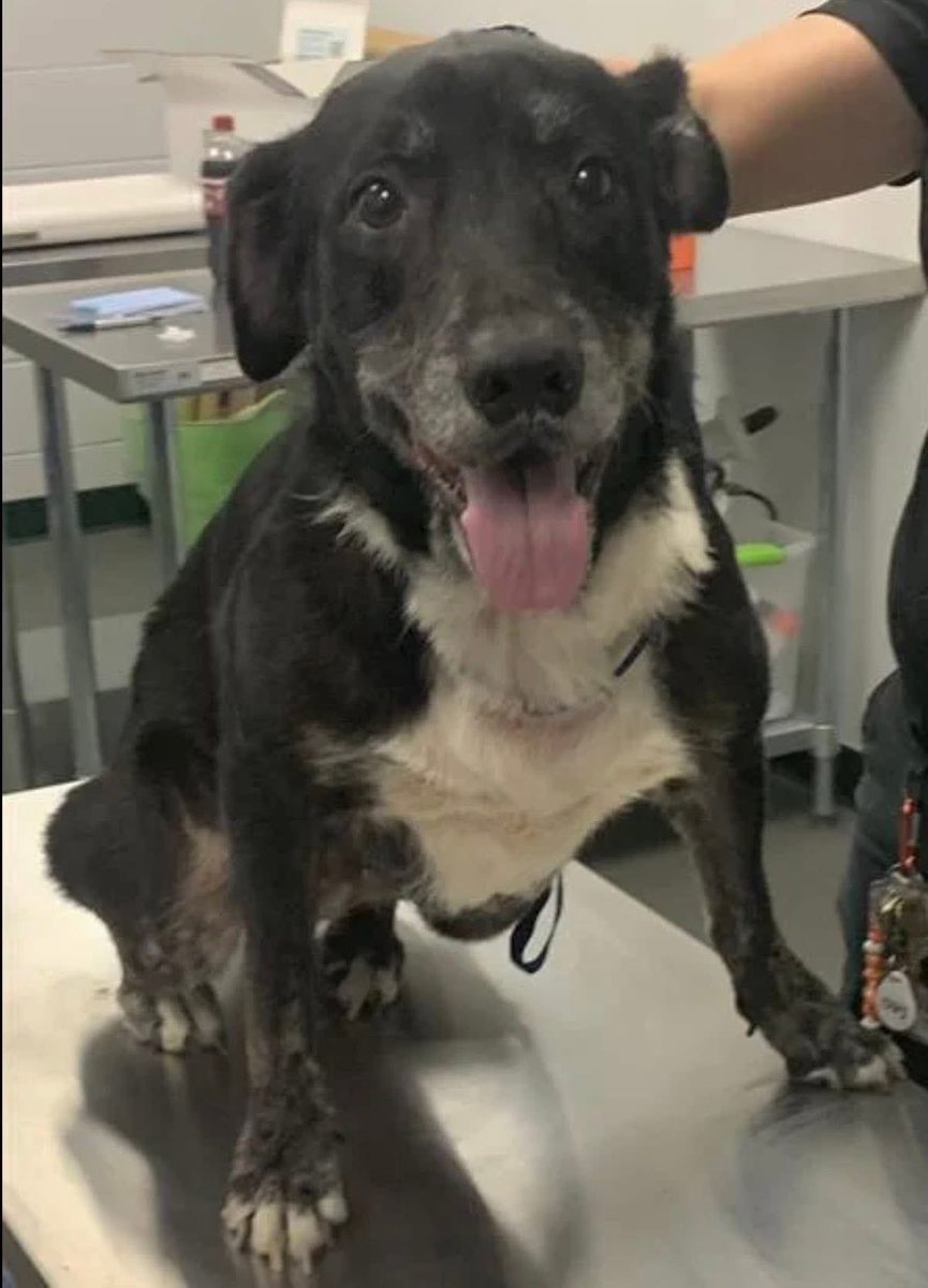 OSO #A305654 8YO 
OSO is O, SO sweet of a girl!
Her little body is a bit worn,but those beautiful bright eyes, never give up hope! 
She knows her HUMAN is out there🩵 
Plz b that person, who saves this darling girl!
PLZ #ADOPT #FOSTER OR #PLEDGE FOR RESCUE ⛑️ #CORPUSCHRISTI #TX