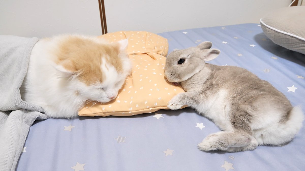 コガラナ天パのうさハムch (@kogaranatenpa_y) / Posts / X