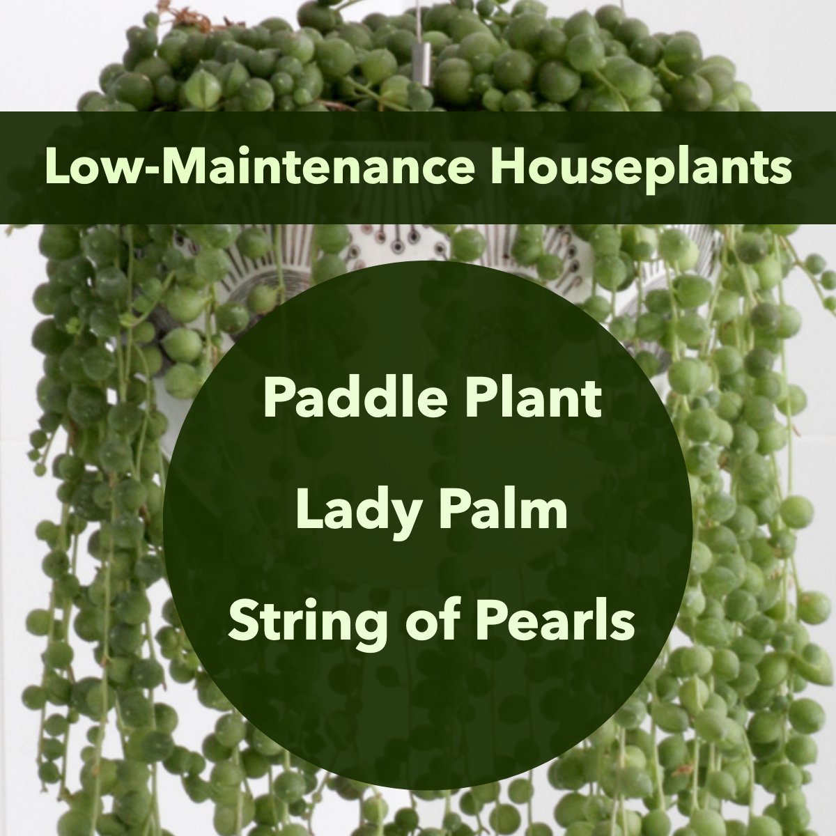 JsanSwfl's tweet photo. Transforming your space into a sanctuary? 😌

Plants can boost your mood and help reduce stress, but when you're busy, plant care can stress you out. 🚫

If plant TLC is low on your to-do list, try your hand at cultivating these low-maintenance beauties: 

Paddle https://t.co/kQmu83WSCp