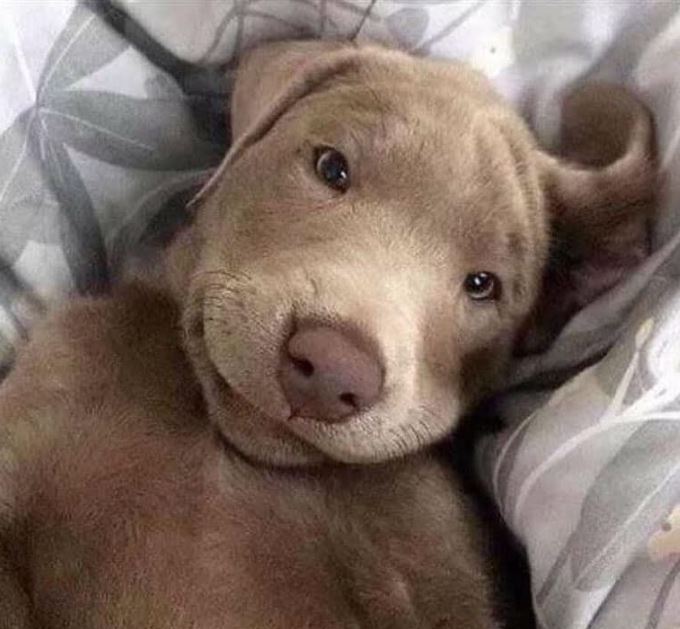BestinDogs's tweet photo. I was just adopted. Don't scroll without saying hello to me. https://t.co/TkWfHkQNoT