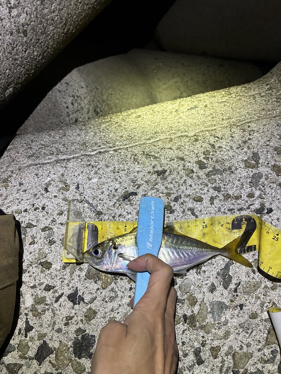 dfr3131's tweet photo. 泉南アジング  ダブルつ抜け
中型が確実に回遊してくるタイミングがあり、その間は入れ食い状態 https://t.co/meTBxNRIgj
