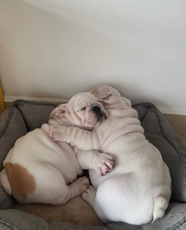 Bulldog05625097's tweet photo. A Beautiful Moments 🤩 https://t.co/GMyDDKjQrz
