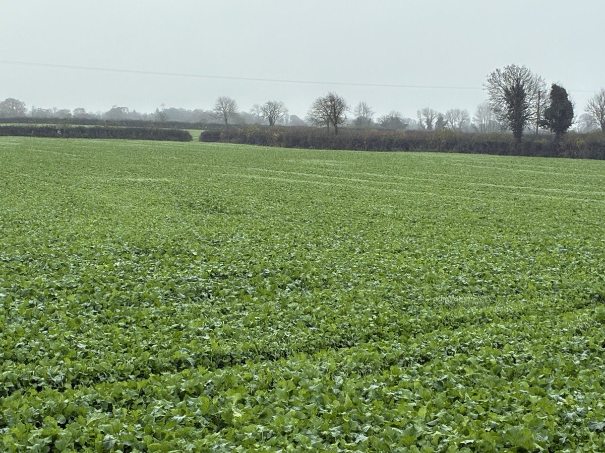 Out looking at some Soil Booster Mixtures this morning, it goes to show a days growth in July is worth a week in August, is worth a month in September. 

Key is to get them into the ground early👌