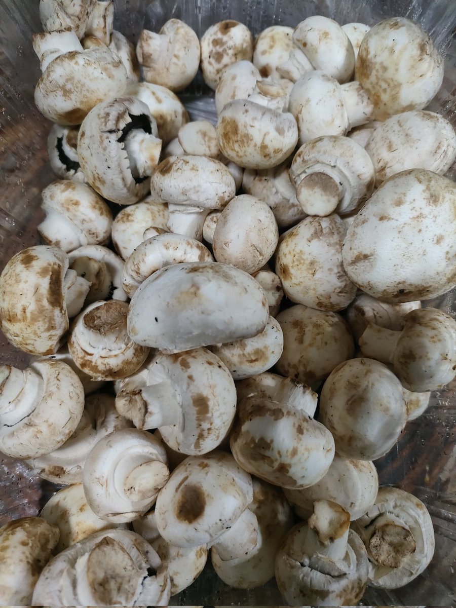 マッシュルーム 買っちゃいけないが買ってしまった。 マッシュルームの超特大パックが