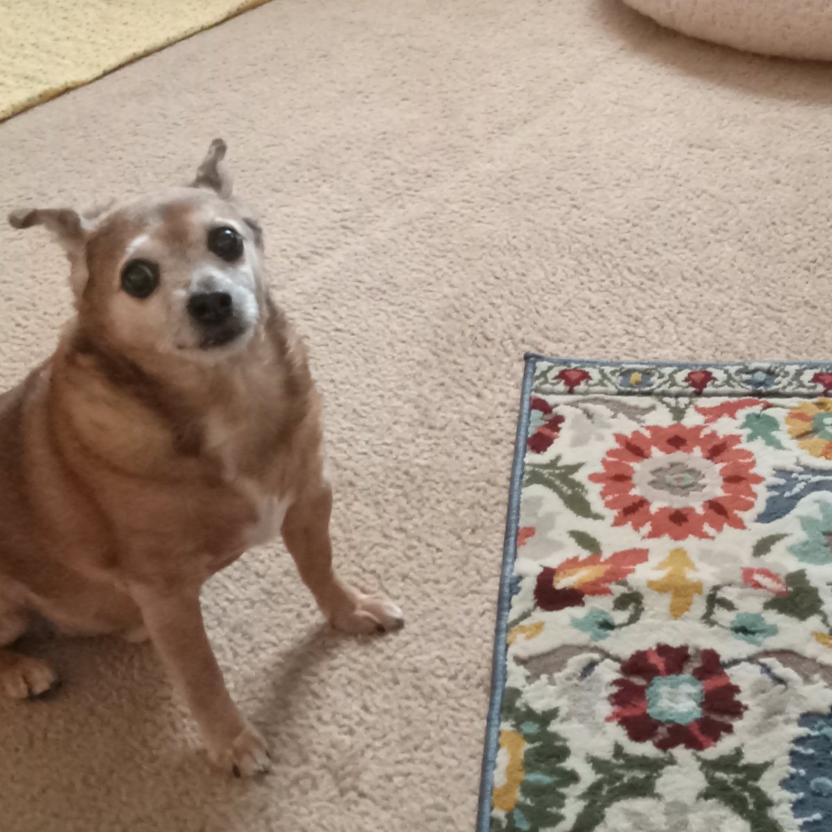 Good Wednesday Vinnie's home 🏡 is at great risk for his disabled senior mom and him. Please help PayPal.me/bellaandvinnie <a href="/Vinnie958269385/">Vinnie The Fierce Zombie Hunter 🧌</a> Trending RoseWednesday Germans Fetterman Indians Eagles Packers Luka humpdayworthy