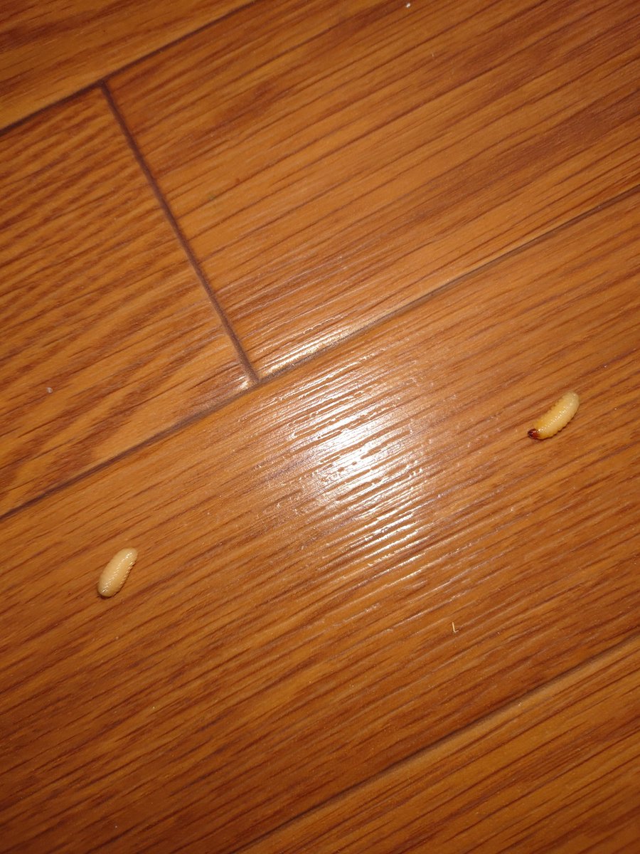 fortune330101's tweet photo. 家に帰る度に蛆虫が湧いて出てくるキッチン床に｡

死体が何処かに転がってるのか…

人体だとしたら…異臭が半端ないと聞いてるが…そこまでではない｡何故だぁ https://t.co/CbZi3kTzXK