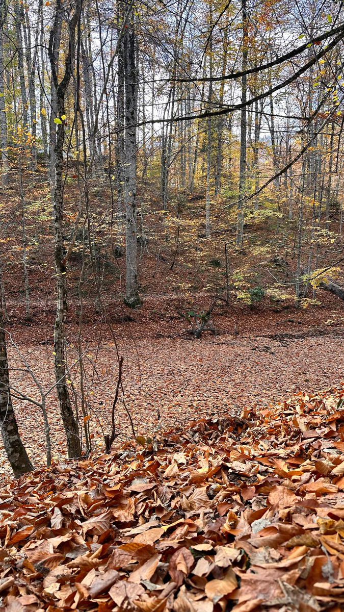 “İnsan evrende gövdesi kadar değil, yüreği kadar yer kaplar…”
Yaşar Kemal