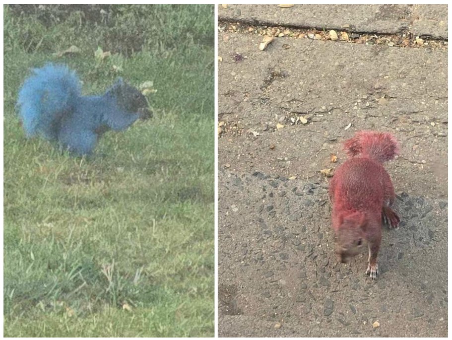 Has anyone else seen squirrels like this?  

I have so many questions