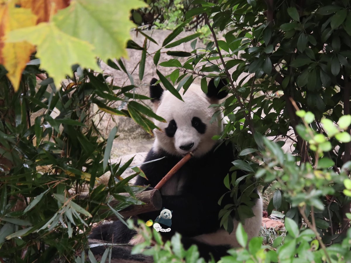 xia_lemon's tweet image. ouhin🌸

📸：2025.11.12

#panda #giantpanda #桜浜 #ouhin #樱浜