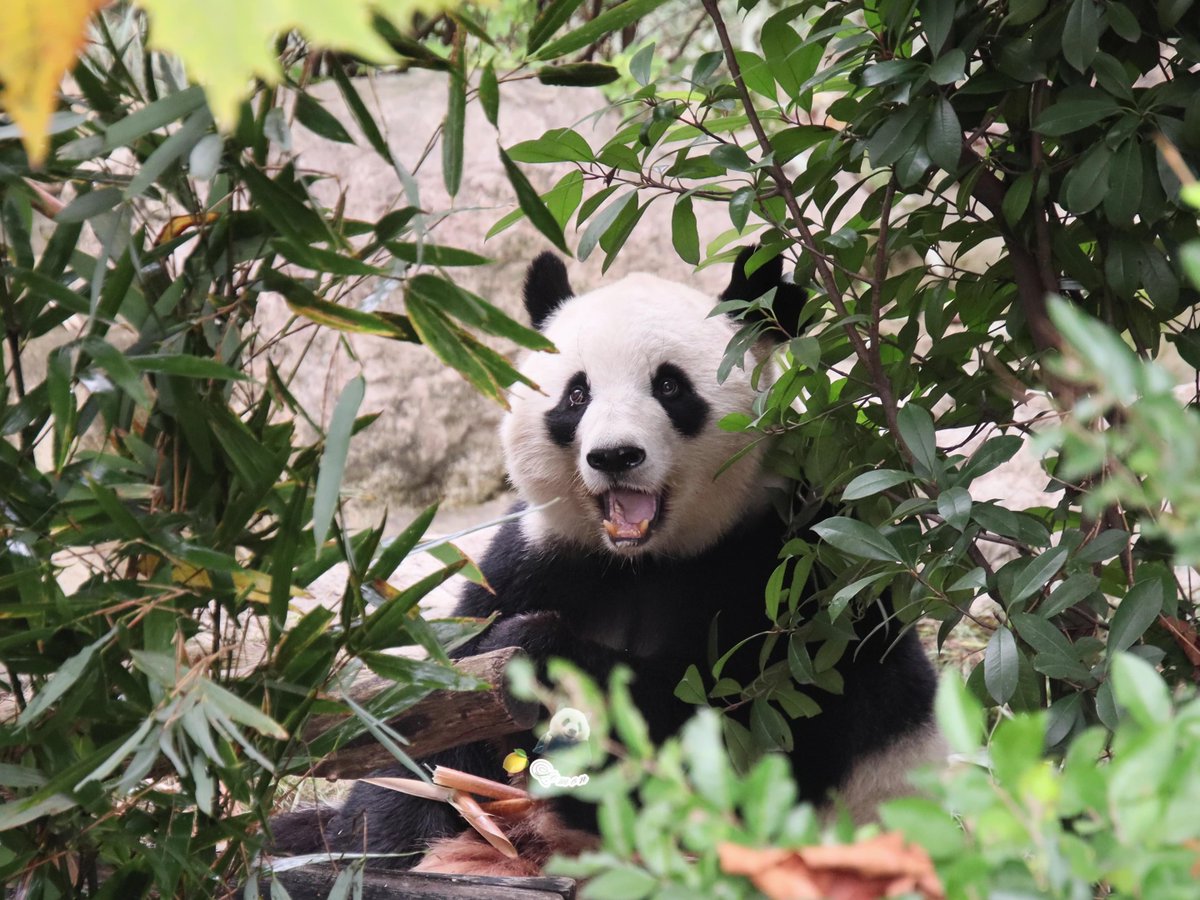 xia_lemon's tweet image. ouhin🌸

📸：2025.11.12

#panda #giantpanda #桜浜 #ouhin #樱浜