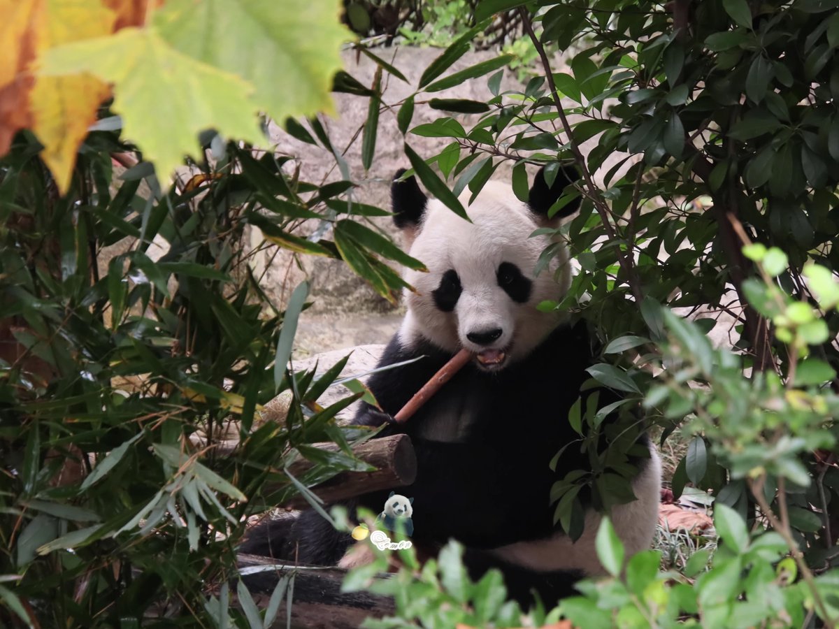 xia_lemon's tweet image. ouhin🌸

📸：2025.11.12

#panda #giantpanda #桜浜 #ouhin #樱浜