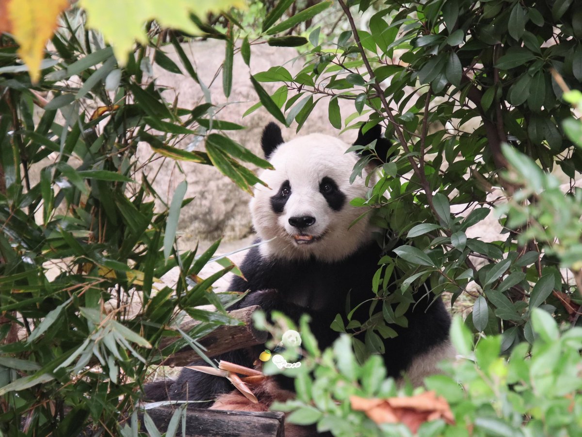 xia_lemon's tweet image. ouhin🌸

📸：2025.11.12

#panda #giantpanda #桜浜 #ouhin #樱浜