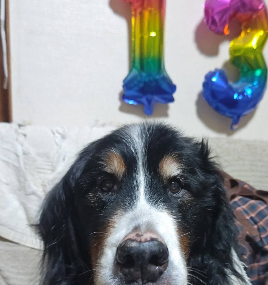 sachi0831's tweet image. 我が家のバーニーズ、13歳8ヶ月で人間だと約100歳。
後ろ足は弱ったけど、ゆっくりならソファに登れる。甲状腺や腎臓や心臓など毎日の薬が欠かせないけど、楽しそうに過ごしてきたけど、ここ数日お腹ゆるすぎて辛そう。
できるだけ穏やかで安らかな日が長く続きますように。
#秘密結社老犬倶楽部