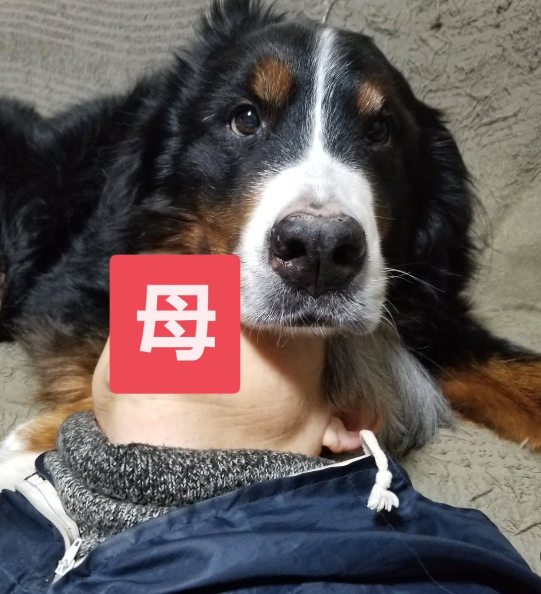 sachi0831's tweet image. 我が家のバーニーズ、13歳8ヶ月で人間だと約100歳。
後ろ足は弱ったけど、ゆっくりならソファに登れる。甲状腺や腎臓や心臓など毎日の薬が欠かせないけど、楽しそうに過ごしてきたけど、ここ数日お腹ゆるすぎて辛そう。
できるだけ穏やかで安らかな日が長く続きますように。
#秘密結社老犬倶楽部