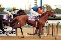 HORSERACING1002's tweet photo. PRECISIONIST🇺🇸 1981
(CROZIER-EXCELLENTLY BY FORLI)
#Precisionist
B/O Fred W. Hooper (Fl) February 28, 1981
T/ William L. Donovan, Russ Fenstermaker, John Russell, 
46-20-10-4---$3,485,398
1985 Champion 🏆 Sprinter 🇺🇸
 Woodward S G1, Californian S  G1, San Bernardino H G2,  Cabrillo H G3, San Pasqual H G2,  Del Mar H. Yankee Valor H,  Hoist the Flag  S Malibu  S G2, Swaps S G1, San Rafael S G2, San Miguel S,  Del Mar invitational H G2, Charles  H. Strub  H G1, San Fernando S G1,  Mervyn Leroy H G2, Breeder's  Cup sprint G1, 
2nd Marlboro invitational H G1,  Philip H. Iselin H G1, Citation H G2, Native Diver H G3,  Super Derby G1, San Vicente S G3, Santa Anita Derby G1, Californian  S G1, San Bernardino H G2, Hollywood Gold Cup G1, 
3rd  Breeder's Cup Classic G1, NYRA Mile H G1, Silver Screen H G3, Hollywood Gold Cup G1, 
NTR Del Mar 1 mile 1,33,20
NTR Hollywood  1 mile 1,32,80
Stood Bridlewood Farm, Old Friends , Classy Rate, Personalized, Preciseness, Presailist.
Sired 4 foals, 2 winners, (infertile), 
Died September 27, 2006