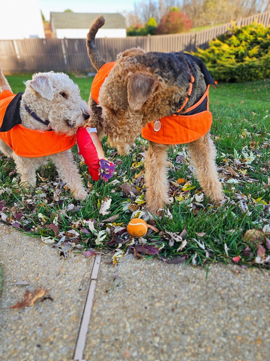 BuellerL's tweet image. Trevor wanted to play with his pumpkin tennis ball, but I still say pool crab is best. Mom says pool crab is summer, but I&apos;m only 1 and I think wearing matching coats makes this a fall activity 🐾🫶🍁🍂 #wednesdaymotivation #dogsontwitter #FallVibes