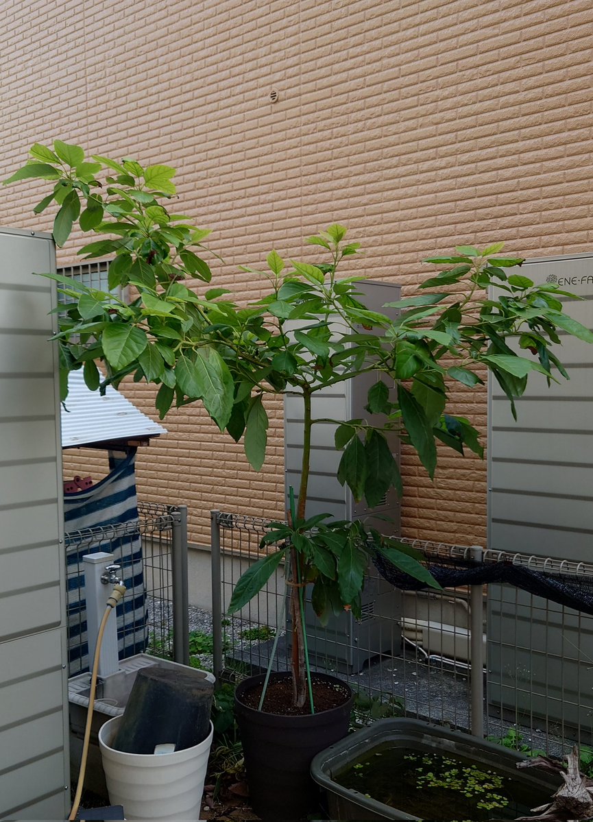 yasu1569's tweet image. 11/12のアボカド