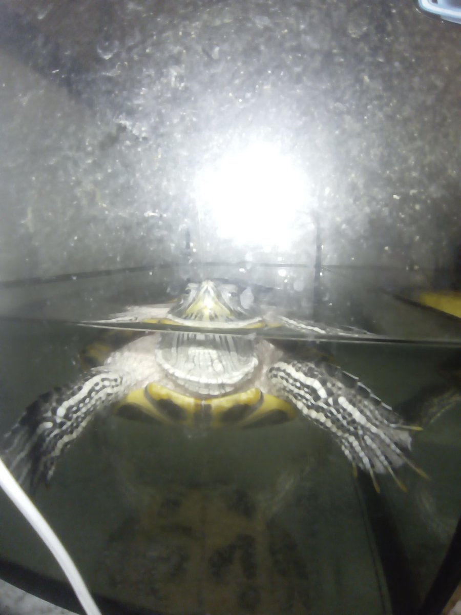 ricknthechikn tweet media