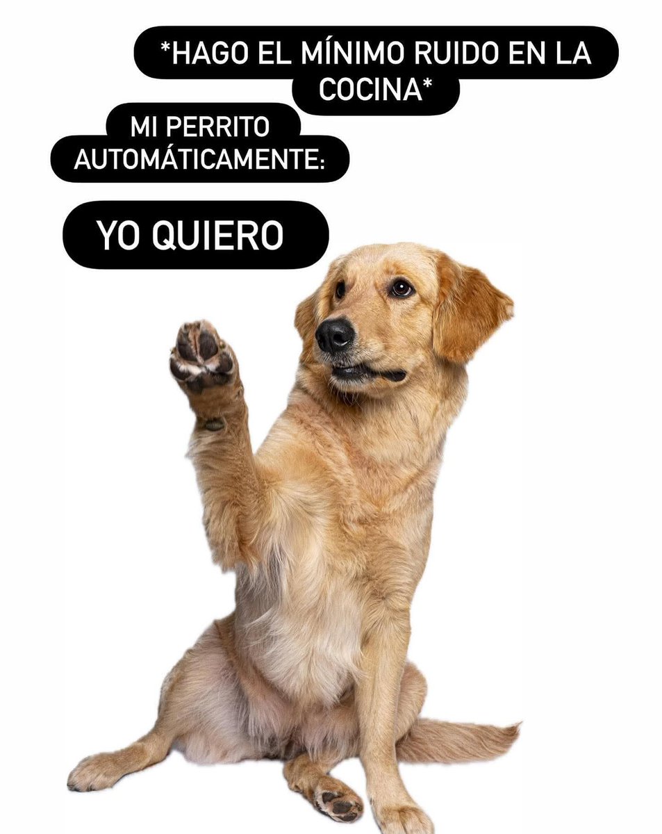 VIBRAmascotas's tweet photo. Son tan hermosos 😍
Pero antes de darle cualquier alimento, investiga si no es tóxico o dañino para el...
#cuidalos #BuenosDías https://t.co/6Ki0dSQKRb