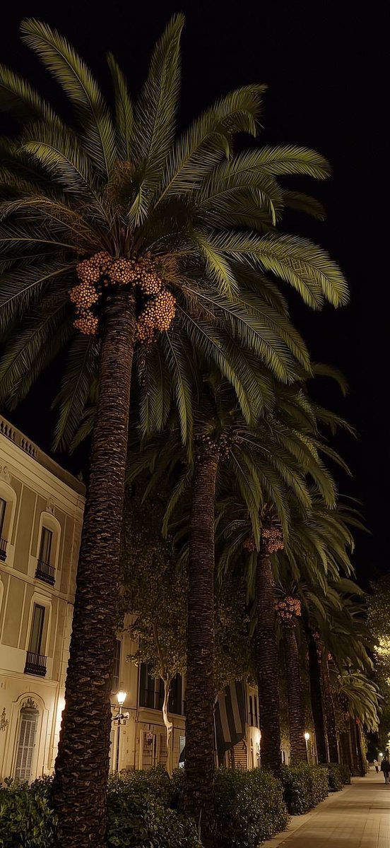 raway_alqasid's tweet image. &quot;كُن كالنّخل عن الأحقادِ مُرتفعاً 
يُرمى بصخر فيُلقي أطيبَ الثمرِ&quot;