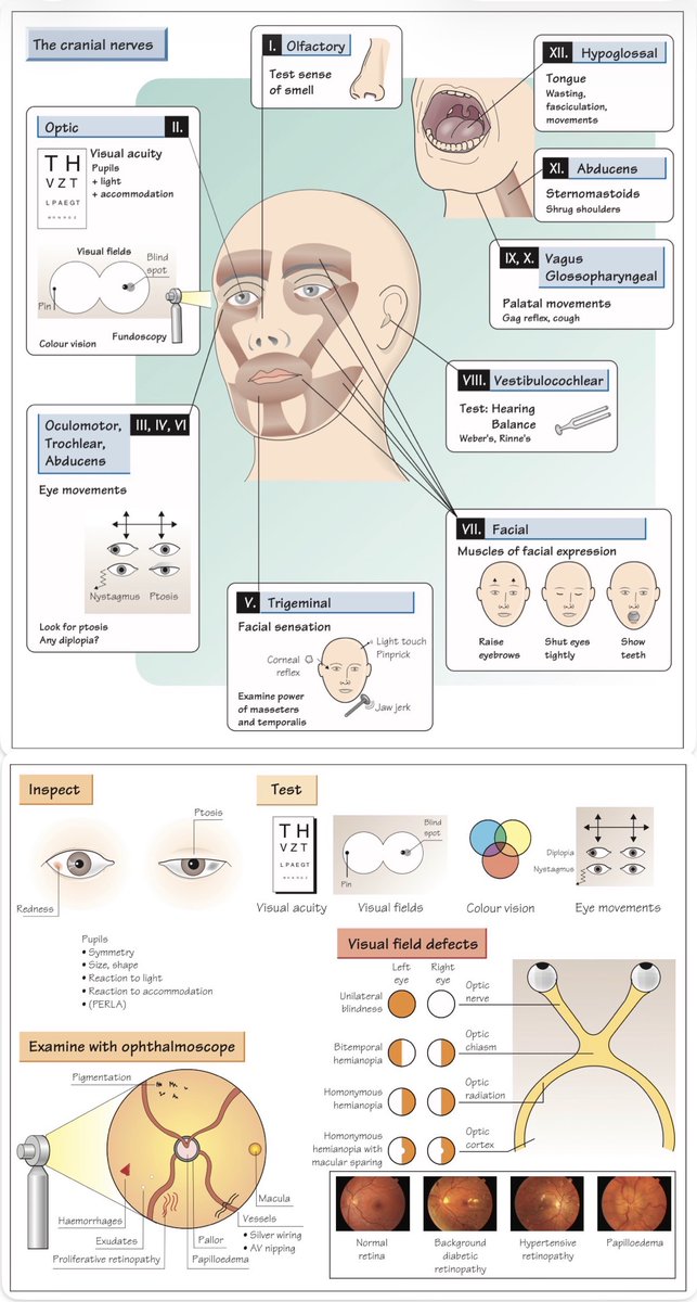 Cranial nerves examination pocket card
