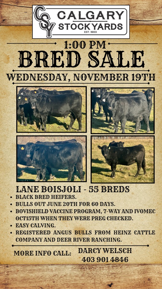 CSYStrathmore's tweet image. Thursday, Regular Cattle Sale, November 13th - 8:00 AM, 2000 cattle including:

1800 Calves
Yearlings, Cows &amp;amp; Bulls
and Receiving, call one of our Field Representatives! 

Upcoming Bred Sales:
Wednesday, November 19th at 1:00 PM://wix.to/IKGuNFJ