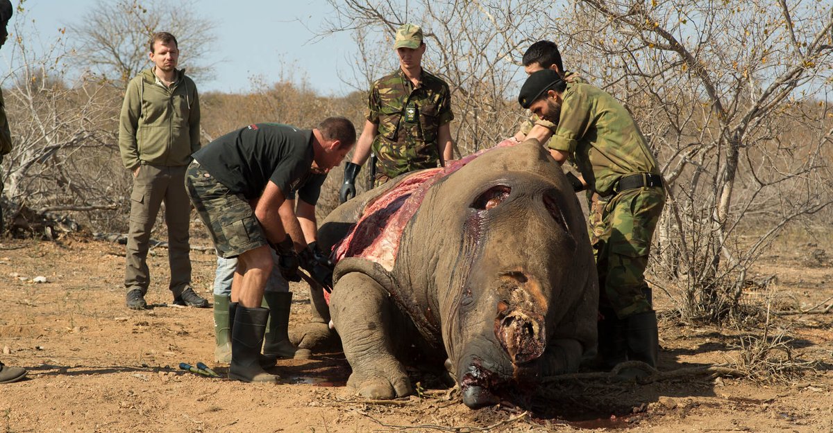 MycoolB9's tweet photo. @Yanga_Co It's fine to be critical of anti-poaching units selling rhino horn, but you can't say it's the same thing as poachers. Poachers kill the animal (see pic) and drive it to extinction. Anti-poaching orgs like Rhino Force literally save animals from extinction https://t.co/IRNt3mlC8z https://t.co/cgqPAG5GU9
