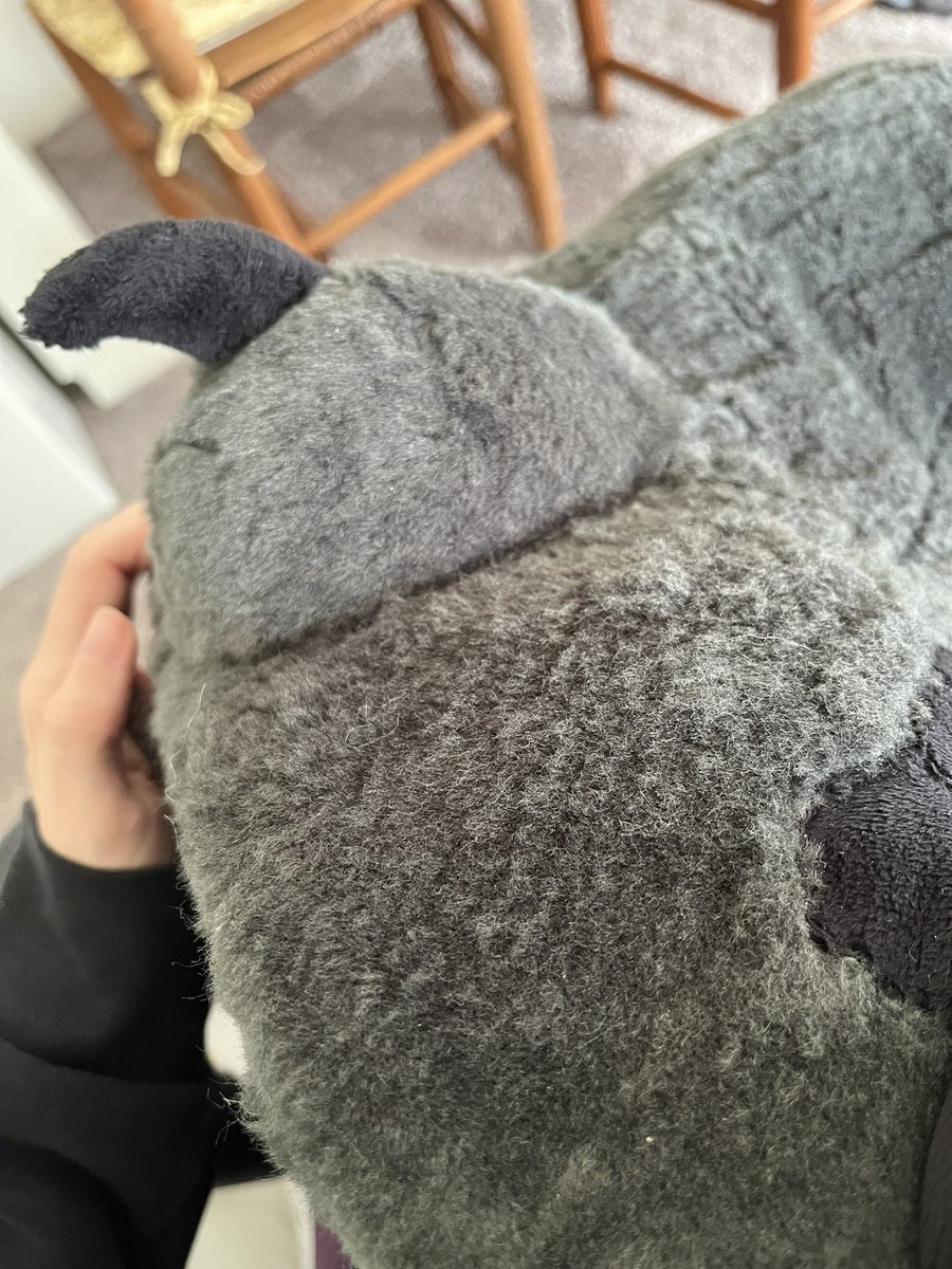 Shellsews's tweet image. On everyone’s souls I’m getting these dewclaws sewn on today