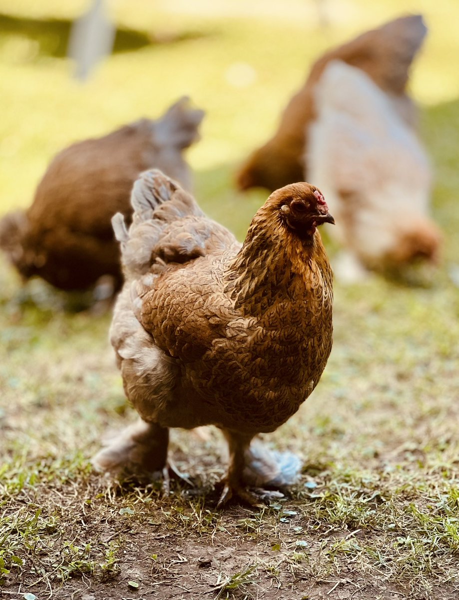 thebigmcd's tweet image. My Blue Partridge Brahma’s are finally coming out of their molt!

I thought they’d never feather back out!…🤣🤣🤣

They were looking rough there for a while…one still looks pretty rough..

#PrettyBird